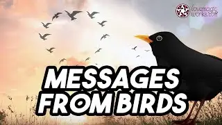 Reading Signs from Birds in the House - Spiritual Meaning of Crows, Owls, Hawks, Hummingbirds