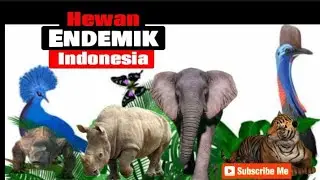 Endemic Animals of Indonesia
