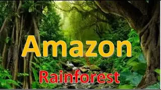 Amazon Rainforest : History of Amazon forest