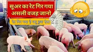 सुअर का रेट गिर गया है असली वजह जाने 😱