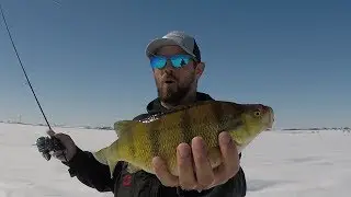 Ice Fishing Jumbo Perch - North Dakota Gold ft 330 Maniac