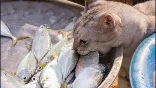 cat eating fish🐟Asmr😽