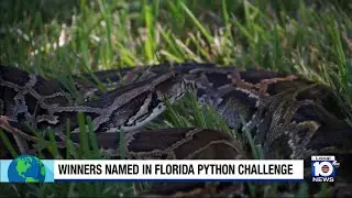 Nearly 200 Burmese pythons removed during Florida&rsquo;s Python Challenge