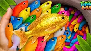 Catch beautiful aquarium fish in colorful surprise eggs: baby turtle, goldfish, platy fish, koi fish
