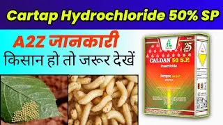 Cartap Hydrochloride 50%SP। थ्रिप्स White fly, Fruit Borer,Stem Borer। धानुका। Technical Agriculture