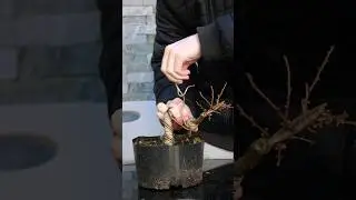 Как создать резкие изгибы в бонсай