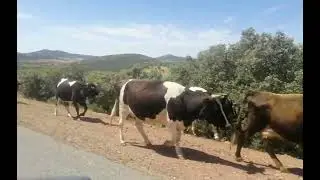 الطريق الى الغابة لاكتشاف كيفان البارود بعين السبيت زعير