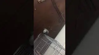 كوكو 2m2h