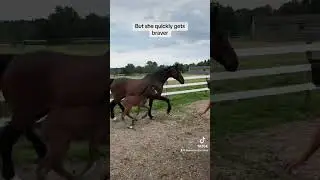 This foals first time outside ever! #foal #equestrian #babyhorse #horse #farmlife #cute #viral