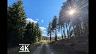 [4K] Sunny And Relaxing Walk Through Mountain Forest Trails In Germany