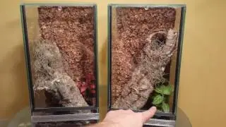 NIK&TOM#23 Terraria od Tropical Factory + przekładanie A. versicolor oraz L. violaceopes.