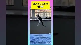Black & White 🖤🤍 #catlovers #catfunnyvideo #black #white #trending
