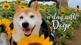 A Day with Doge (Kabosu) 2019