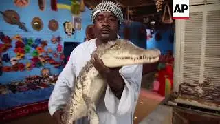 Crocodiles kept as pets in Nubian village