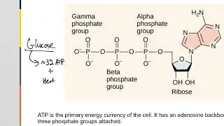 Gibbs Free Energy and Entropy for AP Biology and College Biology
