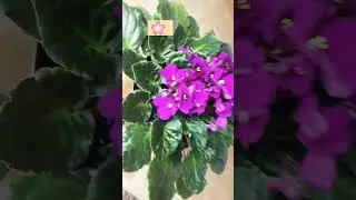 #fypyoutube #fypシ゚ #flowers #fypp #Fogf&ouml;ldiibolya