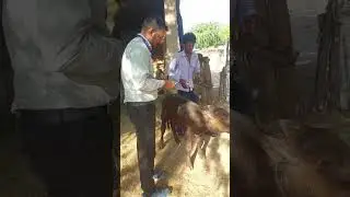 #flyxo #buffalo khaf #low#high fiver#treatment #injection #i #motivation ##love #shorts viral video