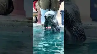 The Otter Tried Way Too Hard💕🦦