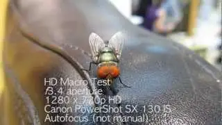 Fly on Shoe - HD Macro Test (Canon PowerShot SX 130 IS)