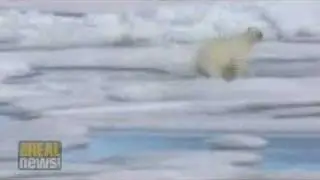 US polar bear protection falls short