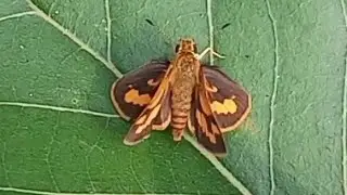 Potanthus omaha