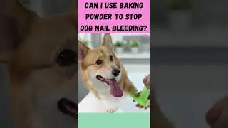 Can I use baking powder to stop dog nail bleeding#shorts