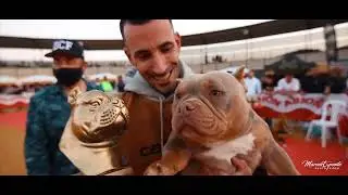 American Bully & Exotic Bully - Valencia Spain show - DREAMTEAMBULLSSHOW