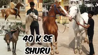 marwadi stallion horses in Hyderabad at friend's stud farm | white poni horse & ghodiya