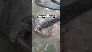King Cobra