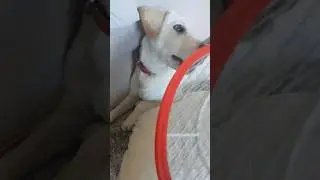 #pingpong #funny #dukedog #duke #trendshorts #trending #pets #shortsvideos #comedy