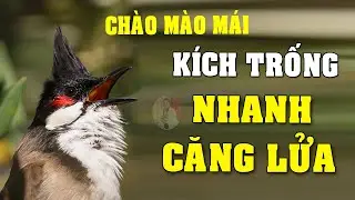 Ch&agrave;o m&agrave;o m&aacute;i h&oacute;t k&iacute;ch trống#chaomaomai CH&Agrave;O M&Agrave;O M&Aacute;I VIDEO 4K417