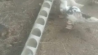 home breeding ducks 40 days old#duck #video #respect