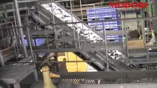Fish Grading Line СОРТИРОВЩИК, грейдер