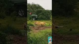 Lioness hunt baby giraffe left from mother #shorts #wildlife