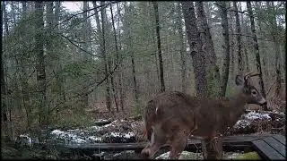 TrailCam - Winter Mix from the swamp