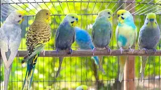 NEW The BEST PARAKEETS SOUNDS 10 Hours for your birds to listen to with MUSIC