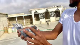 80 طير جدد 😱وحط عندي طيرين🔥