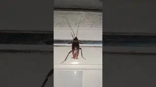 Cockroach / আরশোলা#insects #animal