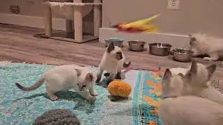 Provenance Cats Poppys Siamese kittens wild and crazy