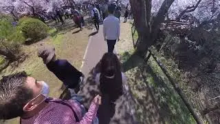 2025/4/12 高遠城址公園 桜満開！散策