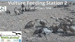 Vulture Feeding Station2 נשר|Israel Nature and Parks Authority|The Charter Group of Wildlife Eco
