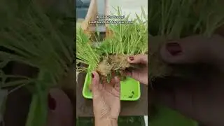 Menanam Kangkung Hidroponik di Starter kit