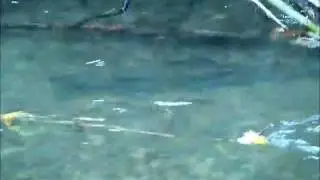 Stalking Trout in Canterbury New Zealand.www.canterburyfishingguides.co.nz