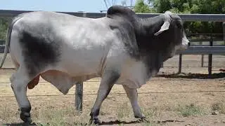 Lot 152 Wallace Mr Wink