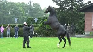 【ハーツクライ】荒ぶるハーツクライ
