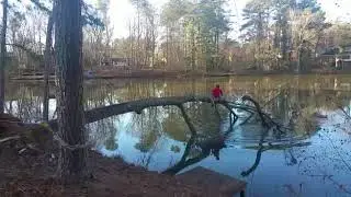 Removing fallen dead tree from pond