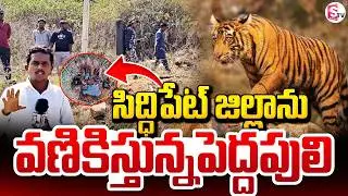 సిద్ధిపేట్&zwnj; జిల్లాను వణికిస్తున్నపెద్దపులి | Tiger Hulchal In Siddipet District | Telangana @SumanTV