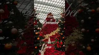 Singapore in DECEMBER is like.. |Christmas in Singapore | @byblushblushtomato4073