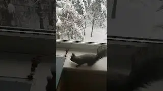 How to Find The Best Nuts? Call the Squirrel! 😁