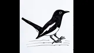 Easy way to  draw Magpie* (Doel) bird step by step